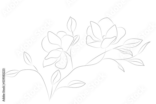 White background with a contour drawing of a magnolia branch, horizontal background, sketch, isolate on white
