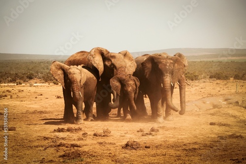 Photography Herd of elephants standing in a circle in the middle of a safari park
