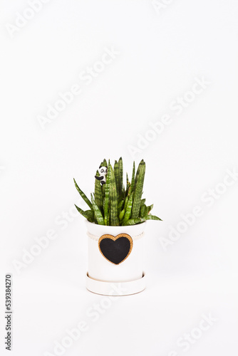 Sansevieria Stucky  Stookie  is planted in a potted plant. The background has a clipping path  so you can freely change the background color.