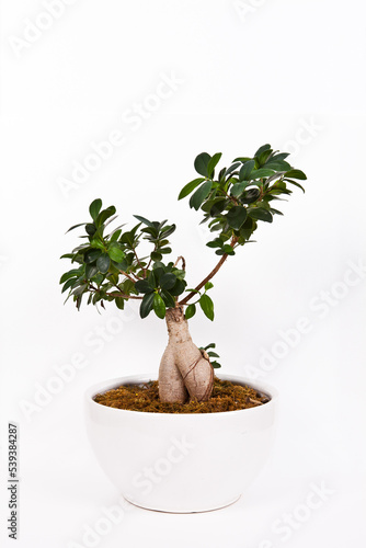 
Crassula portulasea planted in a potted plant. The background has a clipping path, so you can freely change the background color.