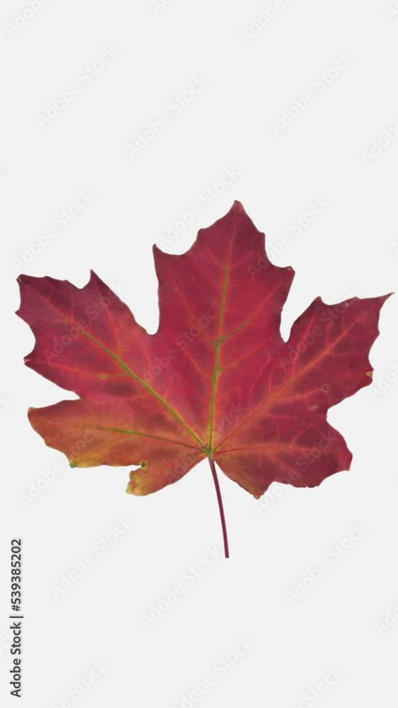 Time lapse of drying red Maple leaf isolated on white background, vertical orientation Time lapse of drying red Maple leaf isolated on white background, vertical orientation