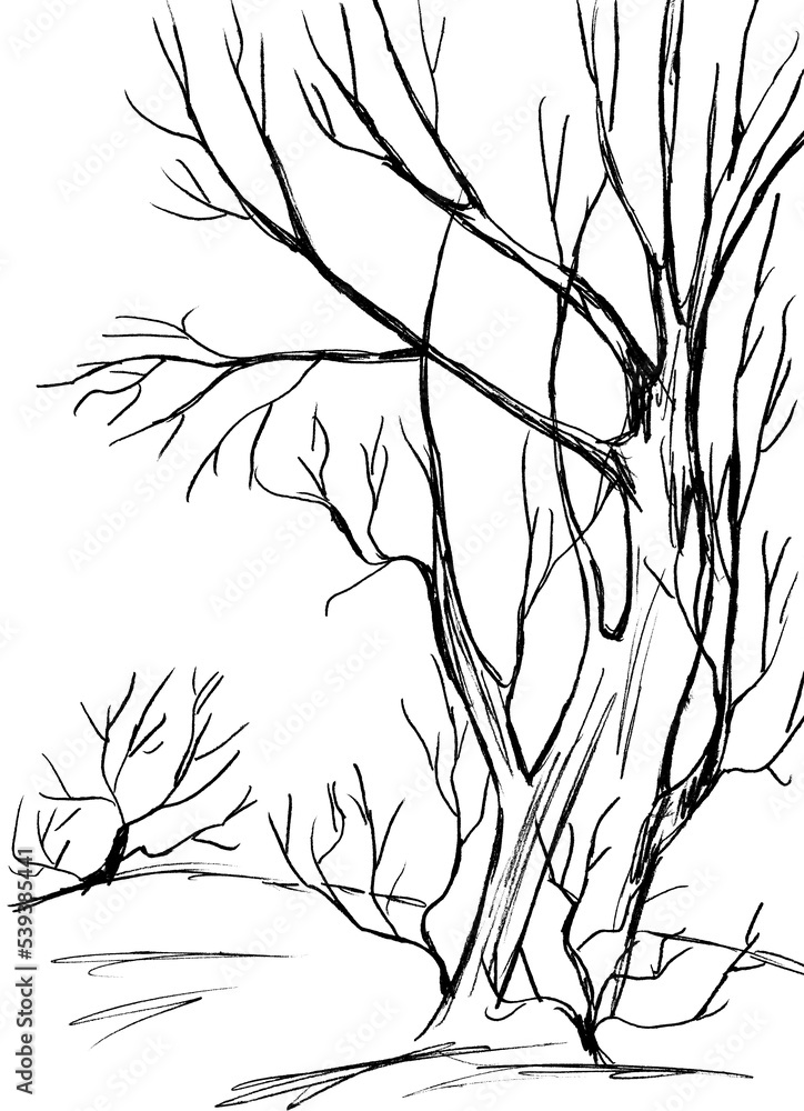 Obraz premium Trees with bare branches are black on a white background