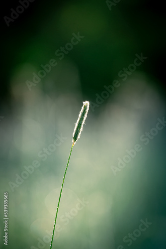 Close up of grass © Ludvig