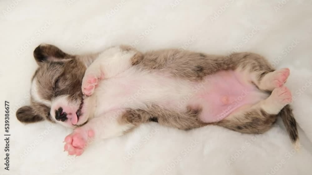 Adorable cute Newborn merle Puppy welsh corgi cardigan Sleeping on back. Little dog sleep on white plaid Adorable cute Newborn merle Puppy welsh corgi cardigan Sleeping on back. Little dog sleep on white plaid