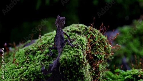 A zoom out of this lovely lizard as seen from its back resting on a mossy rock, Brown Pricklenape Acanthosaura lepidogaster, Khao Yai National Park. photo