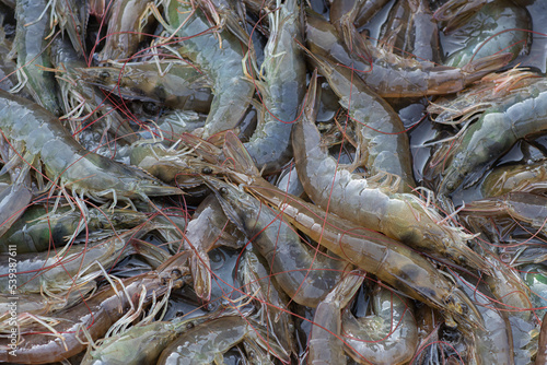 Closeup live shrimps of Pacific white shrimp or White leg shrimp  Litopenaeus Vannamei  in the aquaculture farm