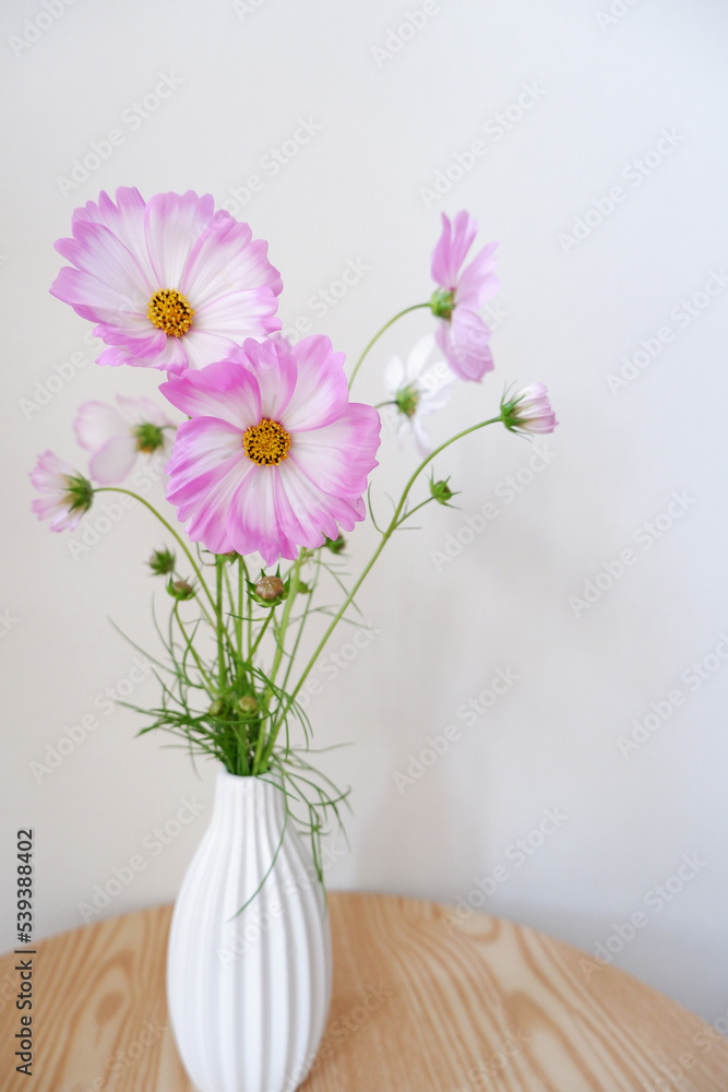 Fresh Pink Cosmos flowers in white vase. Seasonal flowers indoor decoration on wooden table. pink and white Cosmos.