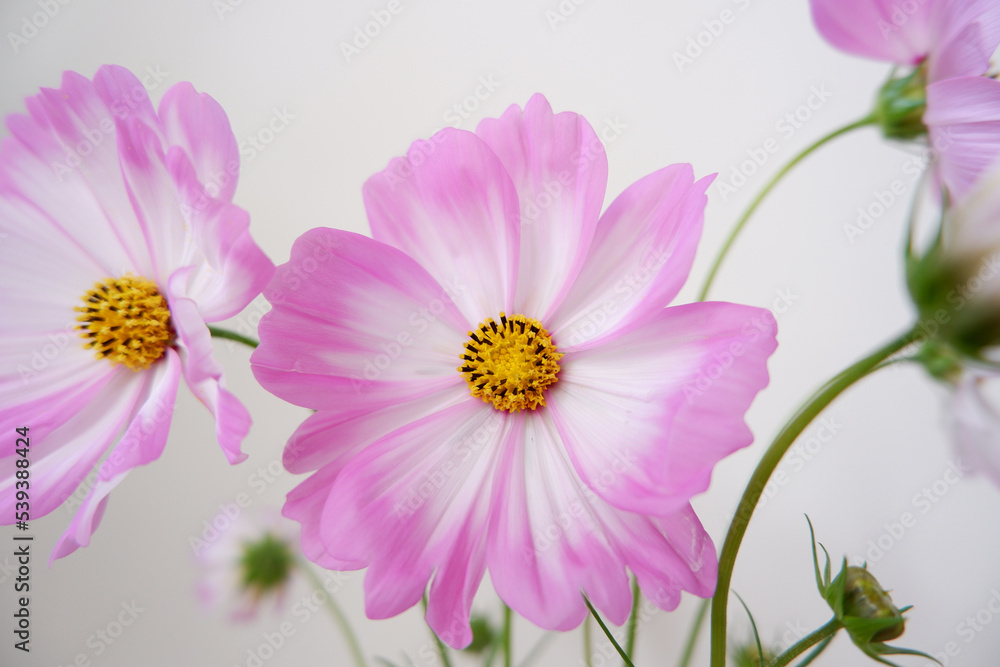 Fresh Pink Cosmos flowers. Seasonal flowers indoor decoration.  pink and white Cosmos.