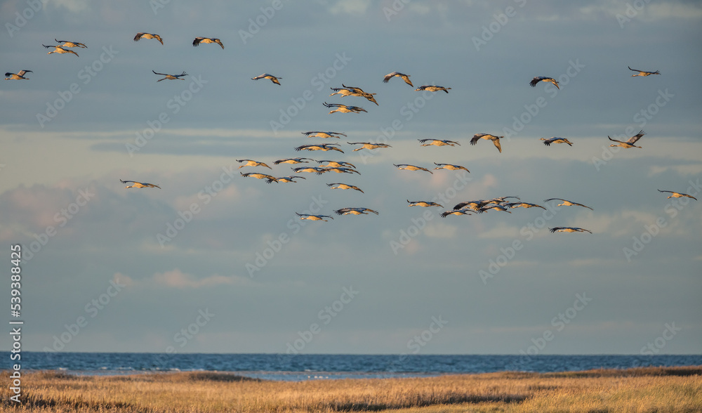 Fototapeta premium kraniche