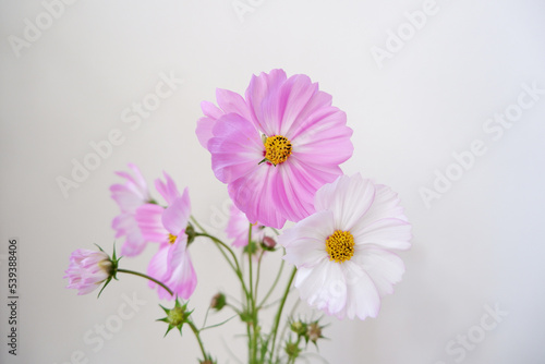 Fresh Pink Cosmos flowers. Seasonal flowers indoor decoration.  pink and white Cosmos.