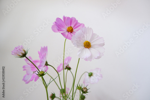 Fresh Pink Cosmos flowers. Seasonal flowers indoor decoration.  pink and white Cosmos.