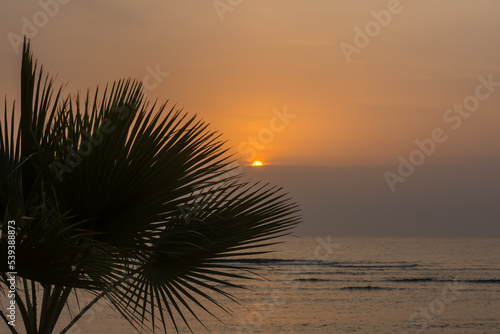 palm tree and half covered sun during sunrise at the sea