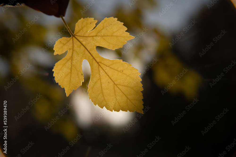 Fototapeta premium autumn leaves on the tree