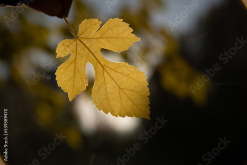 autumn leaves on the tree