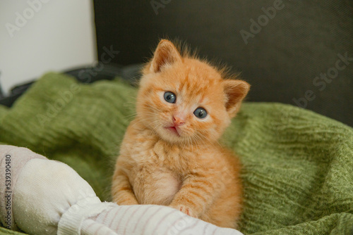 Small red kitten on green blanket.