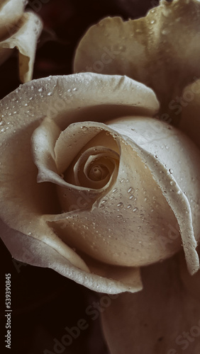 splashes of water on a creamy pale rose. close-up, macro photo.