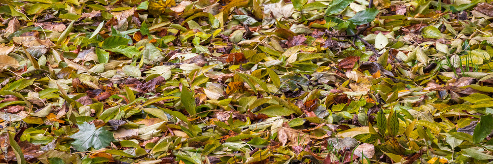 Fallen leaves lay on the ground. Natural autumn background