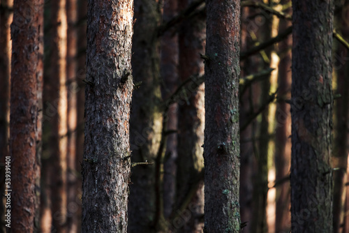 Pine trunks in the forest, natural dark background