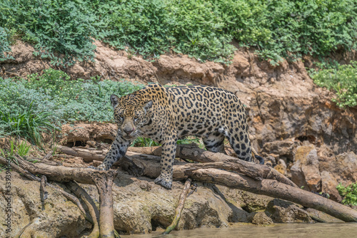 Jaguar clambering over fallen dead branches on the edge of a river in the Pantanal