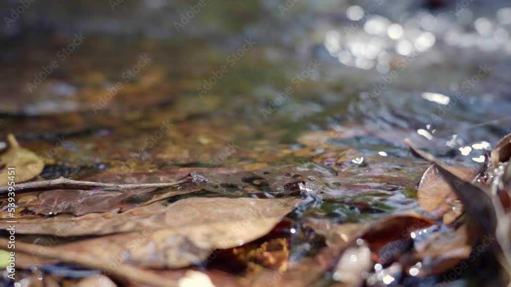 Crystal clear rain water stream running through dry foliage on forest bed in India Crystal clear rain water stream running through dry foliage on forest bed in India