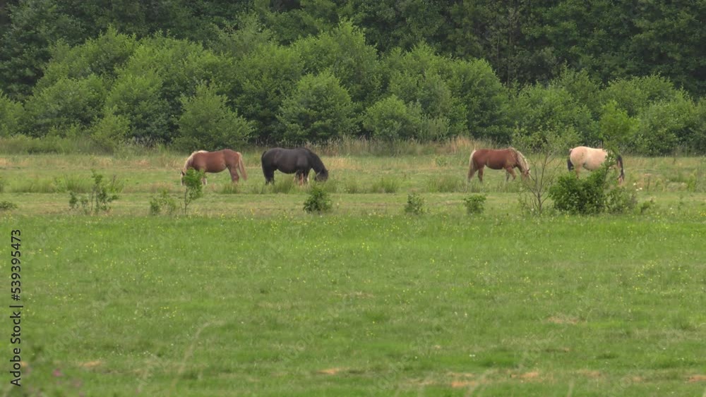 Several horses graze on a meadow. Horse eat grass. Trees and shrubs in the background. 4K Several horses graze on a meadow. Horse eat grass. Trees and shrubs in the background. 4K