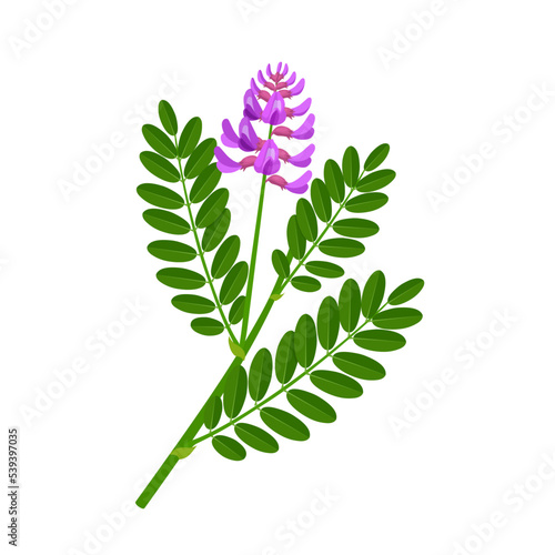 Vector illustration, astragalus plant, scientific name astragalus membranaceus, herbal plant, isolated on white background.