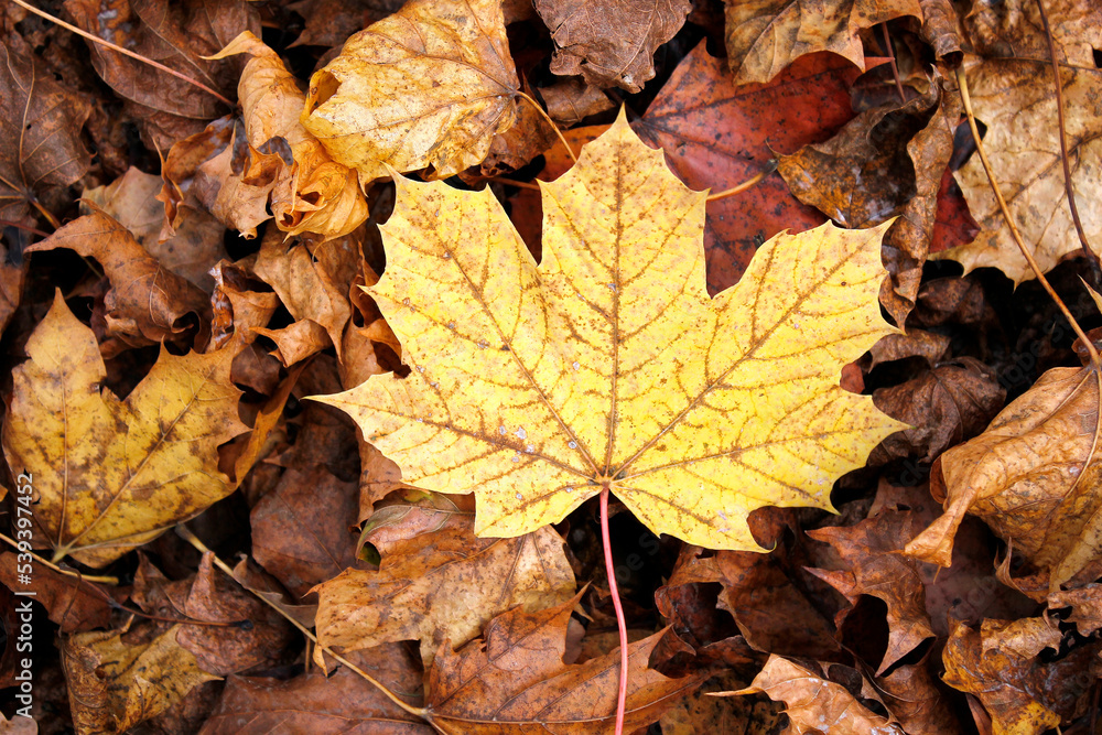 directly above shot of yellow and brown autumn leaves on the ground, top view of a yellow maple leave on the ground directly above shot of yellow and brown autumn leaves on the ground, top view of a yellow maple leave on the ground