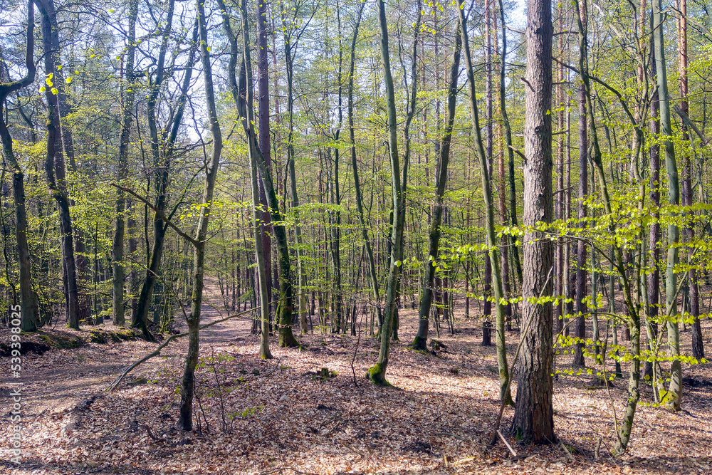 Young green leaves appear on the trees in the forest. Spring background. Young green leaves appear on the trees in the forest. Spring background.