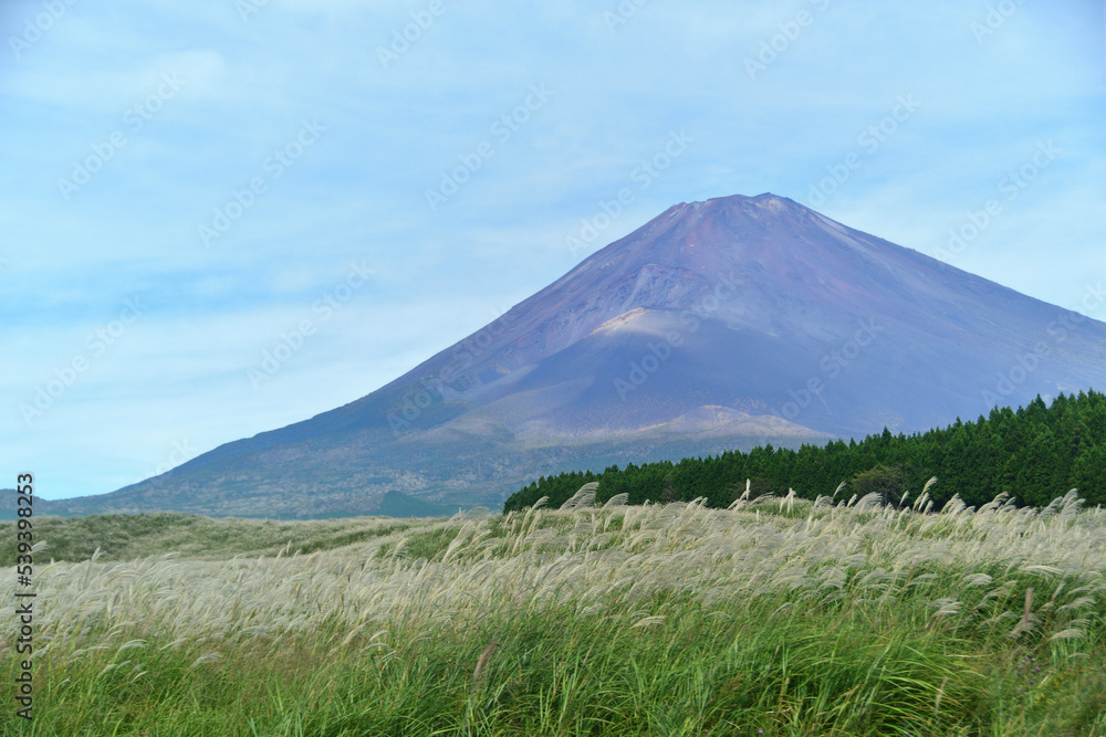 御殿場富士の裾野のススキ原と富士山