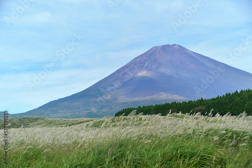 御殿場富士の裾野のススキ原と富士山