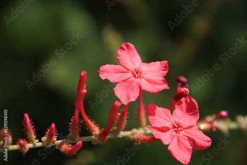 Close up Red flowers of Indian leadwort or Plumbago indica blooming on branch with sunlight. Another name is Rosy leadwoet, Rose-colored leadwort or Official leadwoet.