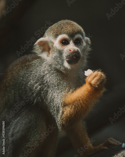 Closeup monkey at the zoo © Tommaso