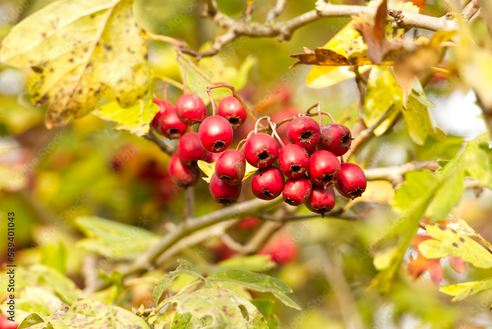 Close-up of a cluster of ripe, bright red hawthorn berries, also known as haws growing on a hawthorn hedgerow (Crataegus monogyna) in autumn.