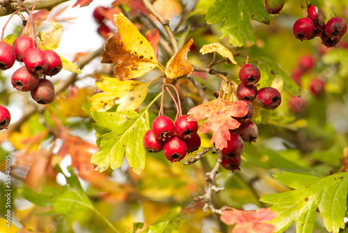 Close-up of small clusters of ripe, bright red hawthorn berries, also known as haws growing on a hawthorn hedgerow (Crataegus monogyna) in autumn.