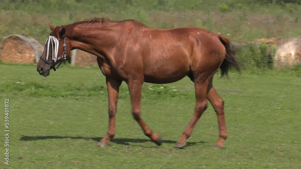 Horse on the catwalk. Green grass. 4K, UHD, 50p, Panning Horse on the catwalk. Green grass. 4K, UHD, 50p, Panning