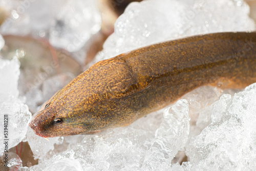 Head and body of Thai eel (Monopterus Albus) on the ice