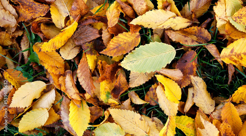 directly above shot of yellow and brown fallen autumn leaves on the ground in the grass, top view, autumnal background