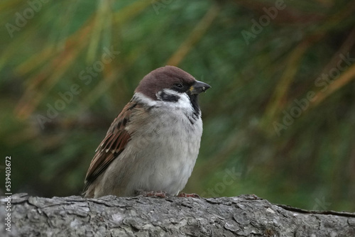 sparrow on a perch