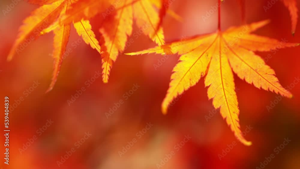 Super slow motion of vivid colored autumn maple leaves. Macro shot. Filmed on high speed cinema camera, 1000 fps. Super slow motion of vivid colored autumn maple leaves. Macro shot. Filmed on high speed cinema camera, 1000 fps.