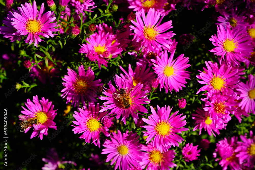 Red asters lit by the sun and sitting bee, close-up Red asters lit by the sun and sitting bee, close-up