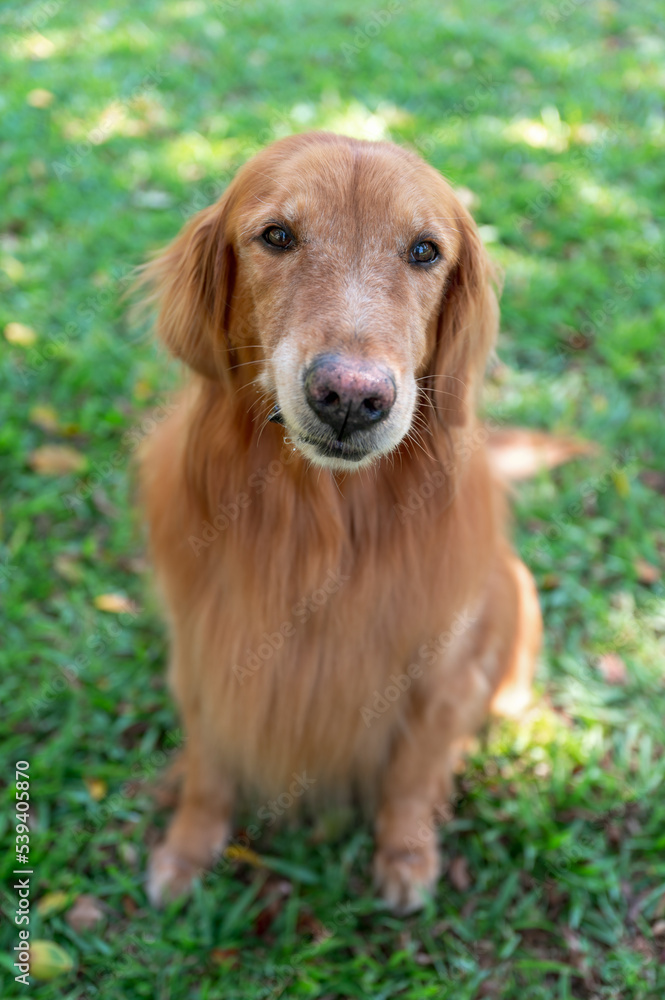 Golden Retriever sitting on grass looking at camera