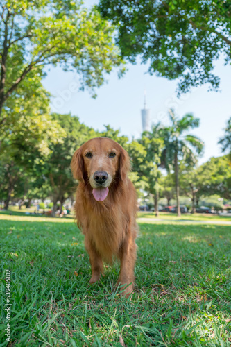 Golden retriever dog walking on the grass in the park