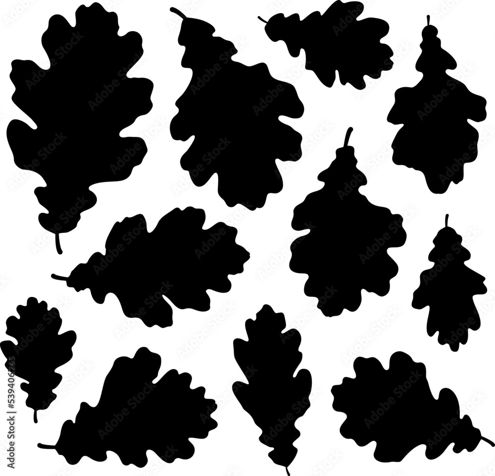 Isolated black silhouette of leaves of oak on white background. Set of oak leaves.