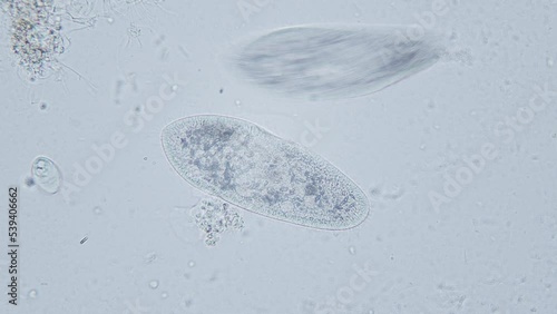 Paramecium large magnification inside organelle movement bright field microscopical view photo
