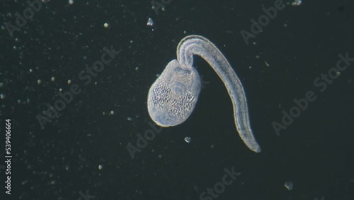 Trematode parasitic worm is escaping leaving parent body microscopical dark field view