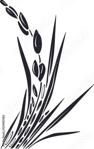 Rice template. Vector paddy field, grains. Graphic