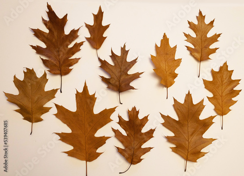 brown oak autumn leaves on white background