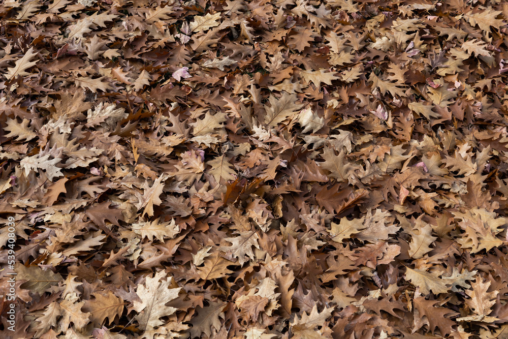 texture of brown oak leaves autumn texture of brown oak leaves autumn