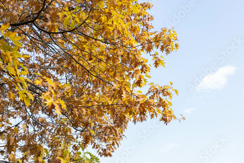 autumn colorful leaves on a tree with blue sky background