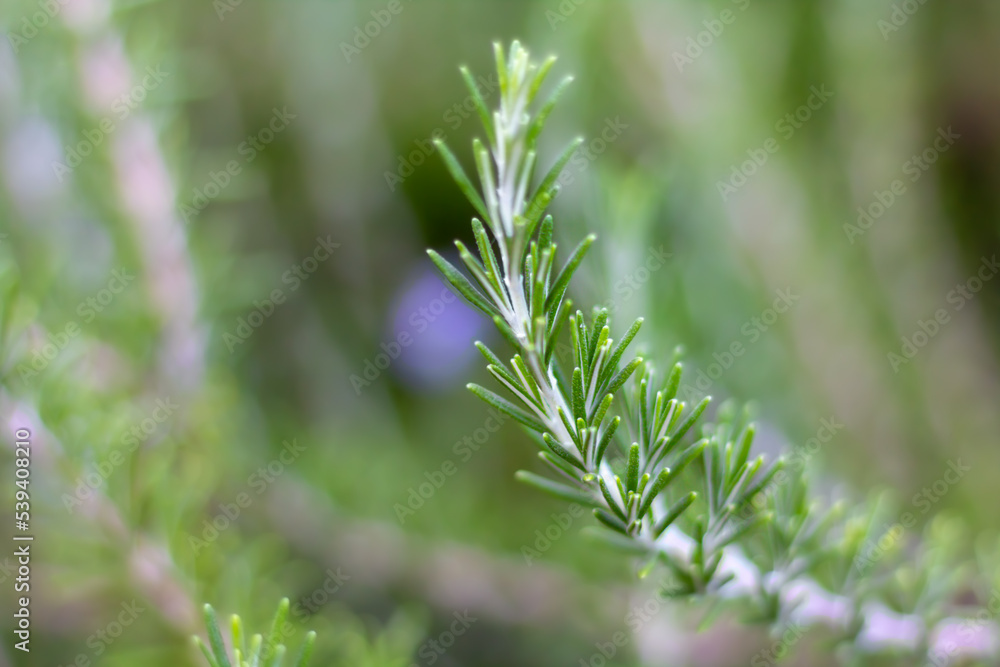 Close-up fresh organic Rosemary herb grow outdoor. Aromatic and medicinal PIanta. Healthy, natural condiments for cooking, making a honey Bio ingredients for cosmetics, Close-up fresh organic Rosemary herb grow outdoor. Aromatic and medicinal PIanta. Healthy, natural condiments for cooking, making a honey Bio ingredients for cosmetics,